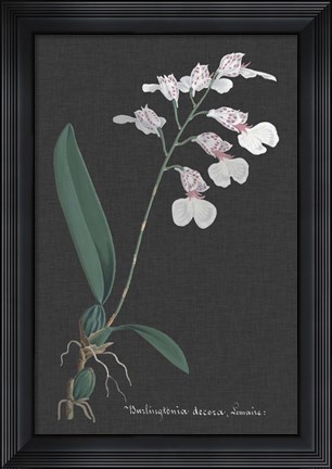 Framed Orchid on Slate VI Print