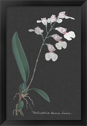 Framed Orchid on Slate VI Print