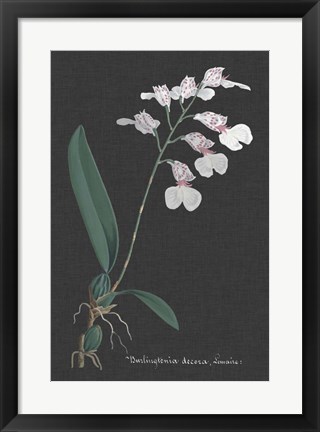 Framed Orchid on Slate VI Print