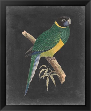 Framed Dramatic Parrots I Print