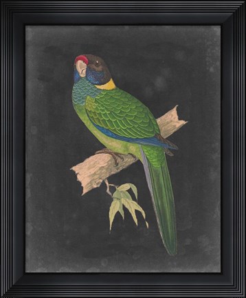 Framed Dramatic Parrots II Print