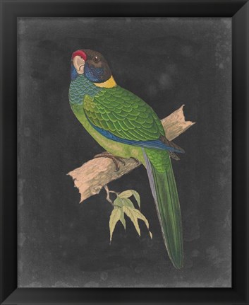 Framed Dramatic Parrots II Print