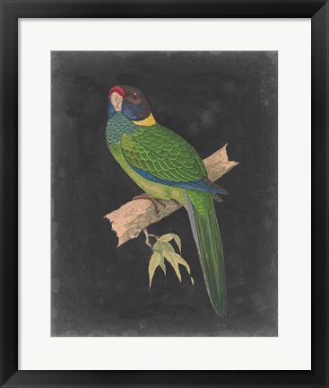 Framed Dramatic Parrots II Print