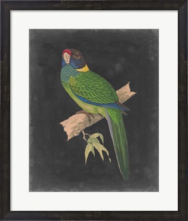 Framed Dramatic Parrots II Print