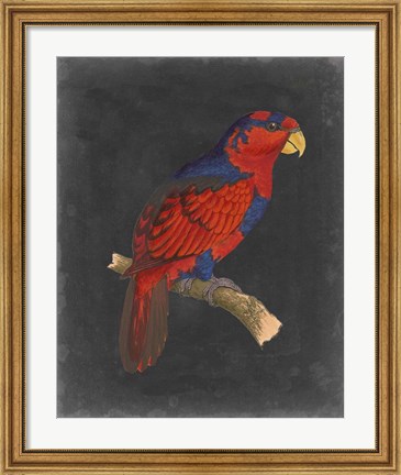 Framed Dramatic Parrots III Print