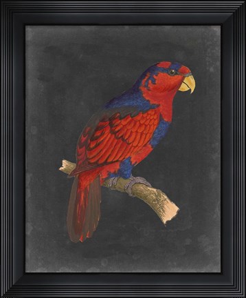 Framed Dramatic Parrots III Print