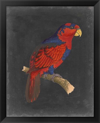 Framed Dramatic Parrots III Print