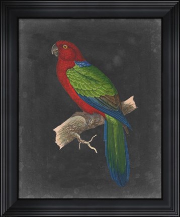 Framed Dramatic Parrots IV Print