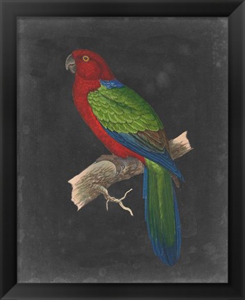 Framed Dramatic Parrots IV Print