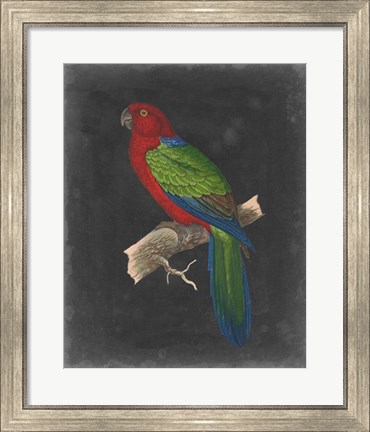 Framed Dramatic Parrots IV Print