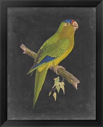 Framed Dramatic Parrots V Print