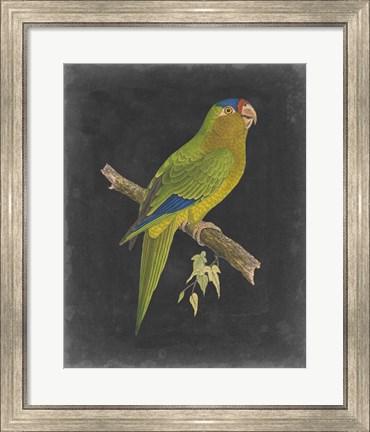 Framed Dramatic Parrots V Print