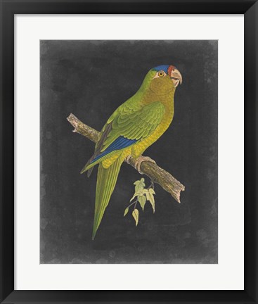 Framed Dramatic Parrots V Print