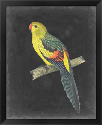 Framed Dramatic Parrots VI Print