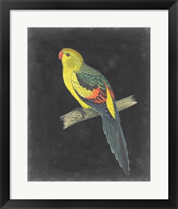 Framed Dramatic Parrots VI Print