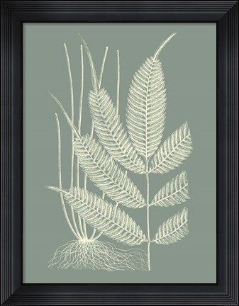 Framed Ferns on Sage II Print