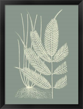 Framed Ferns on Sage II Print