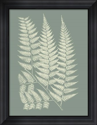 Framed Ferns on Sage III Print