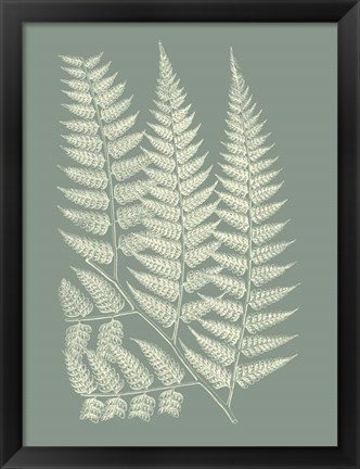 Framed Ferns on Sage III Print