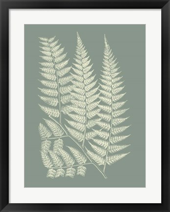 Framed Ferns on Sage III Print