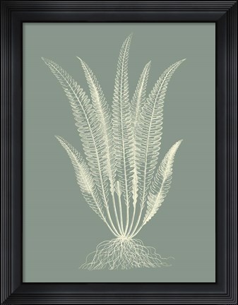 Framed Ferns on Sage IV Print