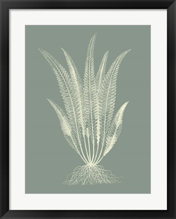 Framed Ferns on Sage IV Print
