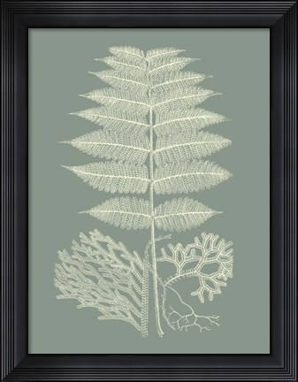 Framed Ferns on Sage V Print