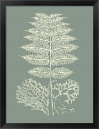 Framed Ferns on Sage V Print