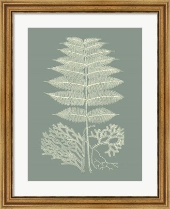 Framed Ferns on Sage V Print