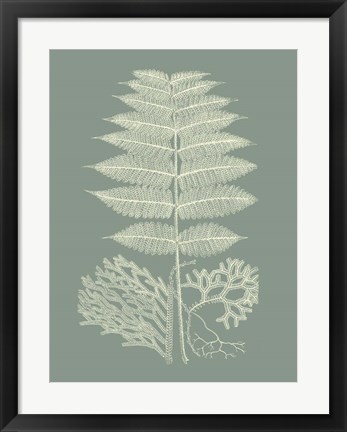 Framed Ferns on Sage V Print