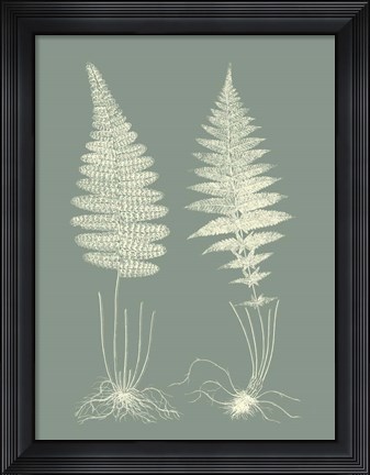 Framed Ferns on Sage VI Print