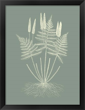 Framed Ferns on Sage VII Print