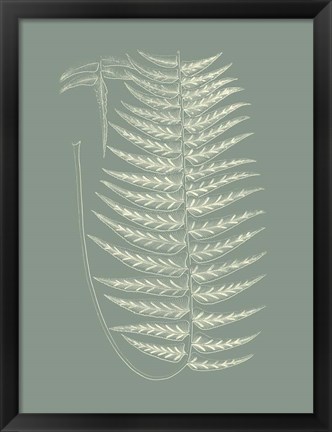 Framed Ferns on Sage VIII Print