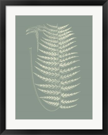 Framed Ferns on Sage VIII Print