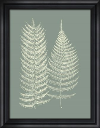 Framed Ferns on Sage IX Print