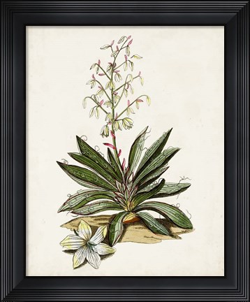 Framed Antique Botanical Study I Print