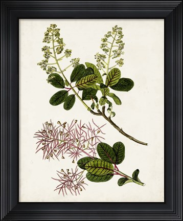 Framed Antique Botanical Study II Print