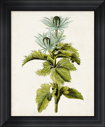 Framed Antique Botanical Study III Print