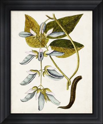 Framed Antique Botanical Study V Print