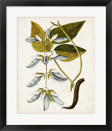 Framed Antique Botanical Study V Print