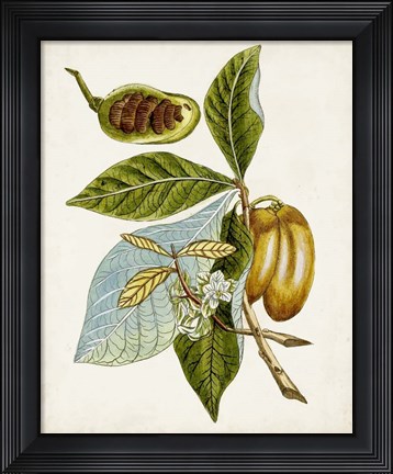 Framed Antique Botanical Study VI Print