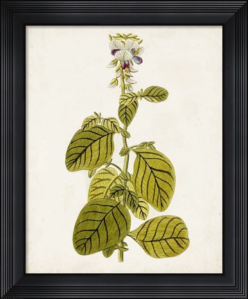 Framed Antique Botanical Study VII Print