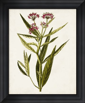 Framed Antique Botanical Study VIII Print