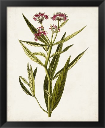 Framed Antique Botanical Study VIII Print
