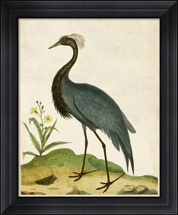 Framed Heron Portrait II Print
