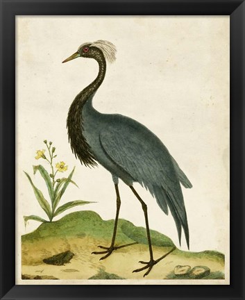 Framed Heron Portrait II Print