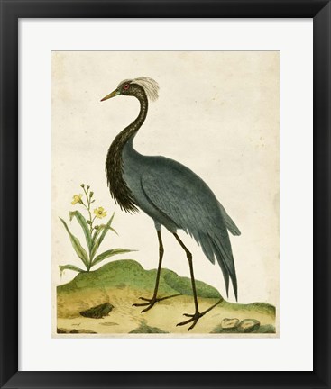 Framed Heron Portrait II Print