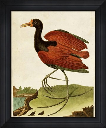 Framed Heron Portrait IV Print