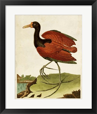 Framed Heron Portrait IV Print