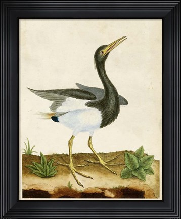 Framed Heron Portrait V Print